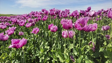 Opium poppy (Papaver somniferum), cultivation of edible poppy, poppy field, Donnersbergkreis,