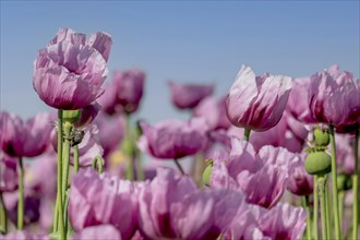 Opium poppy (Papaver somniferum), cultivation of edible poppy, poppy field, Donnersbergkreis,