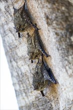 Long-nosed proboscis bat (Rhynchonycteris naso) Pantanal Brazil