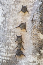 Long-nosed proboscis bat (Rhynchonycteris naso) Pantanal Brazil