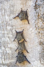 Long-nosed proboscis bat (Rhynchonycteris naso) Pantanal Brazil