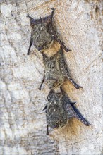 Long-nosed proboscis bat (Rhynchonycteris naso) Pantanal Brazil