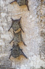 Long-nosed proboscis bat (Rhynchonycteris naso) Pantanal Brazil