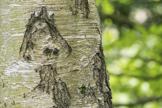 Close-up of a tree trunk, birch (Betula) with a striking bark structure reminiscent of a mushroom,