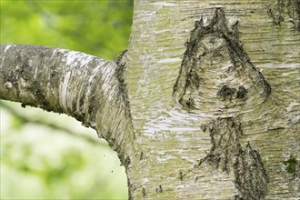 Close-up of a tree trunk, birch (Betula), with a bark structure that looks like a mushroom, green,