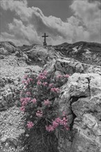 Alpine rose blossom, rhododendron, Koblat-Höhenweg on the Nebelhorn, Allgäu Alps, Allgäu, Bavaria,