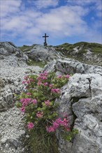 Alpine rose blossom, rhododendron, Koblat-Höhenweg on the Nebelhorn, Allgäu Alps, Allgäu, Bavaria,