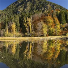 Moorweiher near Oberstdorf, Oberallgäu, Allgäu, Bavaria, Germany, Europe