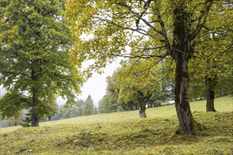 Maple trees, (Acer pseudoplataus), near the Wankerfleck, Ammergau Alps, Ostallgäu, Bavaria,