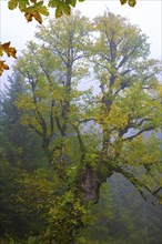 Maple trees, (Acer pseudoplataus), near the Wankerfleck, Ammergau Alps, Ostallgäu, Bavaria,