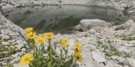 Mountain arnica (Arnica montana), Koblatsee, Allgäu Alps, Allgäu, Bavaria, Germany, Europe