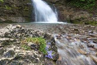 Round-leaved bellflower (Campanula rotundifolia), waterfall in Bärgündeletal, Oberallgäu, Allgäu,