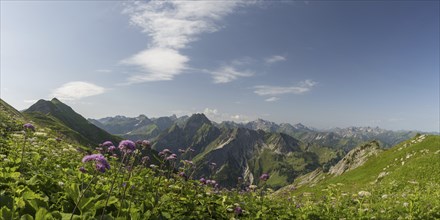 Mountain panorama with Alpendostyles (Adenostyles) from Laufbacher-Eckweg to Höfats, 2259m, Allgäu