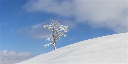 Single English oak (Quercus robur) in winter, natural landscape near Füssen, Ostallgäu, Bavaria,