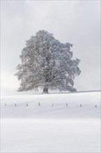 European beech, Fagus sylvatica, in winter, solitary tree near Rieden am Forggensee, Ostallgäu,