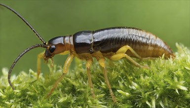 Animal, insect, close-up of a Forficula auricularia, AI generated, AI generated