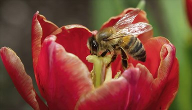 Symbol, animal, insect, close-up of a honeybee in a flower, AI, generated, AI generated