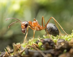 Icon, animal, insect, close-up of a Red Wood Ant, Formica rufa, AI, generated, AI generated