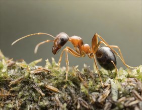 Icon, animal, insect, close-up of a Red Wood Ant, Formica rufa, AI, generated, AI generated