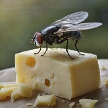 Symbol, animal, insect, close-up of a blowfly on a piece of cheese, Calliphoridae, Calliphora