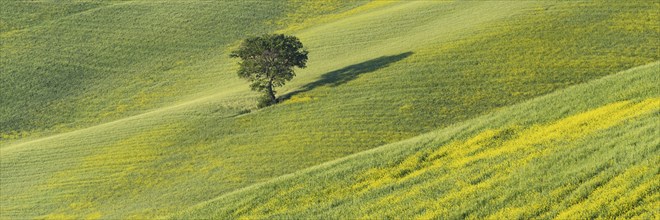 Mulberry tree (Morus) in a field with flowering yellow broom (Genista tinctoria), Tuscany, Italy,