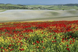 Landscape around San Quirico dOrcia, Val d'Orcia, Orcia Valley, UNESCO World Heritage Site,