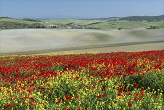 Landscape around San Quirico dOrcia, Val d'Orcia, Orcia Valley, UNESCO World Heritage Site,