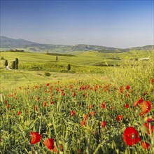 Landscape at sunrise around Pienza, Val d'Orcia, Orcia Valley, UNESCO World Heritage Site, Province