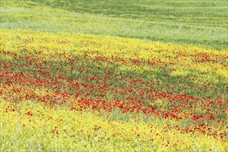 Landscape around San Quirico dOrcia, Val d'Orcia, Orcia Valley, UNESCO World Heritage Site,