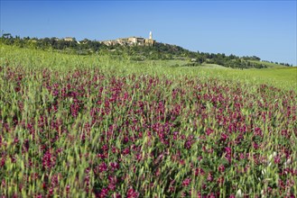 Landscape around Pienza, Val d'Orcia, Orcia Valley, UNESCO World Heritage Site, Province of Siena,