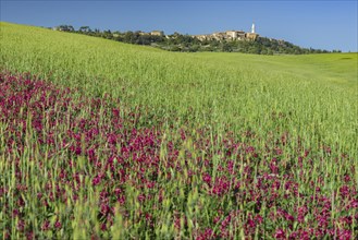 Landscape around Pienza, Val d'Orcia, Orcia Valley, UNESCO World Heritage Site, Province of Siena,