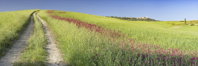 Landscape around Pienza, Val d'Orcia, Orcia Valley, UNESCO World Heritage Site, Province of Siena,