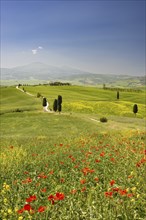 Landscape around Pienza, Val d'Orcia, Orcia Valley, UNESCO World Heritage Site, Province of Siena,