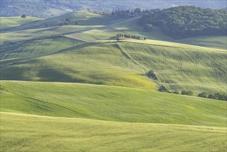 Landscape around Pienza, Val d'Orcia, Orcia Valley, UNESCO World Heritage Site, Province of Siena,