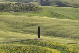 Landscape at sunrise around Pienza, Val d'Orcia, Orcia Valley, UNESCO World Heritage Site, Province