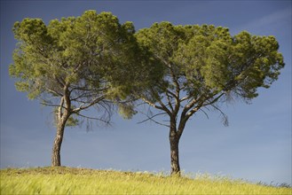 Landscape around San Quirico dOrcia, Val d'Orcia, Orcia Valley, UNESCO World Heritage Site,