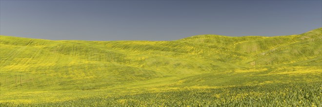 Landscape around Pienza, Val d'Orcia, Orcia Valley, UNESCO World Heritage Site, Province of Siena,