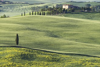 Landscape at sunrise around Pienza, Val d'Orcia, Orcia Valley, UNESCO World Heritage Site, Province