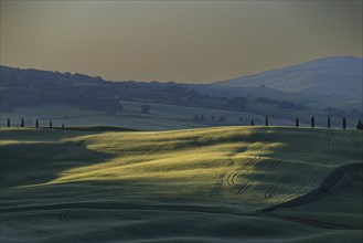 Landscape at sunrise around Pienza, Val d'Orcia, Orcia Valley, UNESCO World Heritage Site, Province