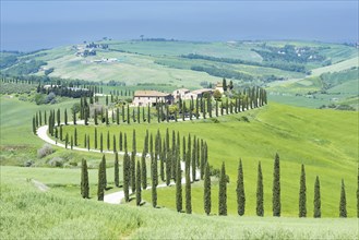 Agriturismo Baccoleno with cypress avenue, Cupressus, Asciano, Crete Senesi, Siena, Tuscany, Italy,