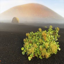 Canary Island dock (Rumex lunaria) and lava bomb in front of the Caldera Colorada, Parque Natural