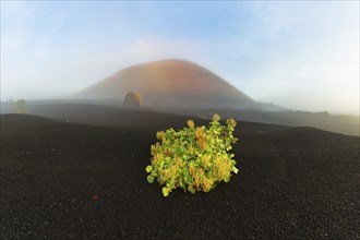 Canary Island dock (Rumex lunaria) and lava bomb in front of the Caldera Colorada, Parque Natural