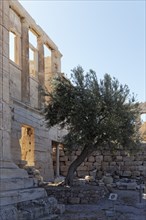 Sacred Olive Tree of Athena in front of the Erechteion Temple, west facade, Acropolis, Athens,