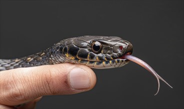 Water snake coiled around wrist AI generated