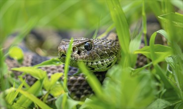 Snake partially visible in thick grass AI generated