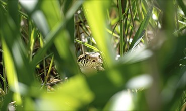 Snake partially visible in thick grass AI generated