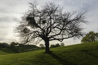 Hills and walkway, Olympiapark Süd, Munich, Bavaria, Germany, Europe