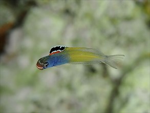 Colourful little fish, Townsend's sabretooth (Plagiotremus townsendi), swimming underwater. Dive