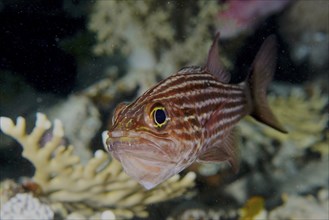 Striped brown fish, largetoothed cardinalfish (Cheilodipterus macrodon), swimming near corals under