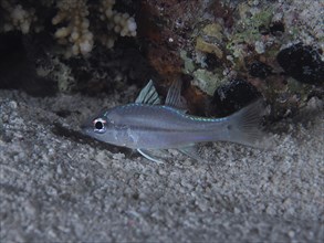 Streak-spotted cardinalfish (Apogon exostigma) swimming underwater at night near the sand next to a